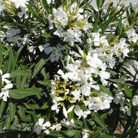 - Maison Julou - Piscine Chauffee A 32c * Κασί